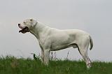 DOGUE ARGENTIN 424